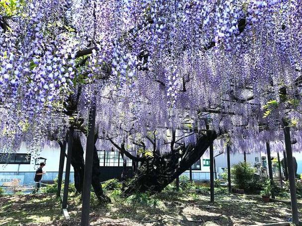 菟丝花被团宠