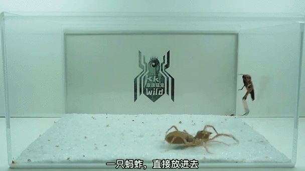蚂蚱怎么抓方法