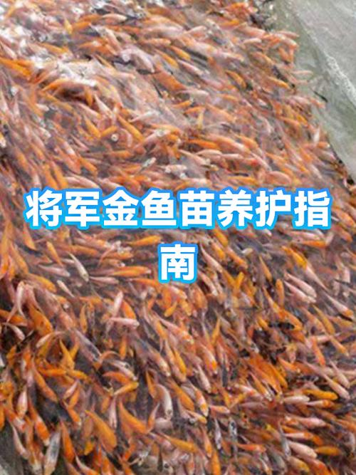 小金鱼多久换一次水截图