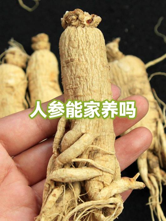 人参怎么刷干净