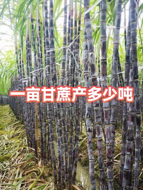一亩地甘蔗产量多少斤截图