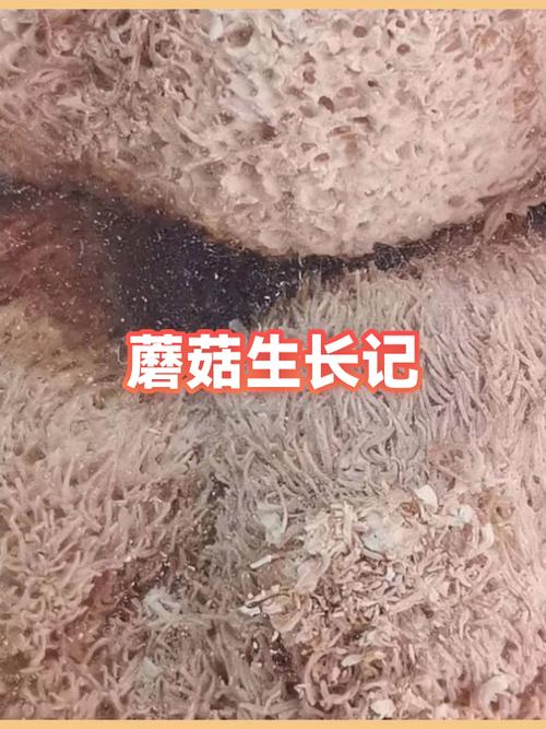 蘑菇成长记作文