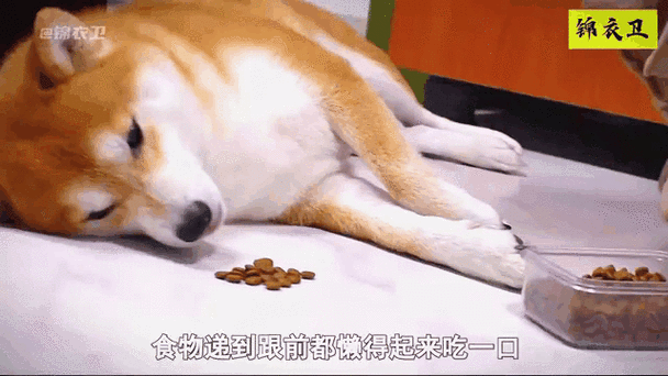 懒狗吃吃吃的视频大全
