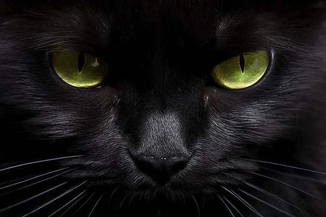 黑猫图截图