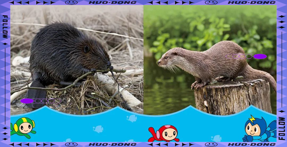 河狸和水獭的区别