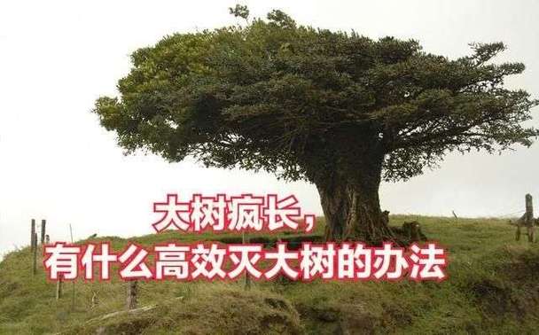 杀死大树用什么办法