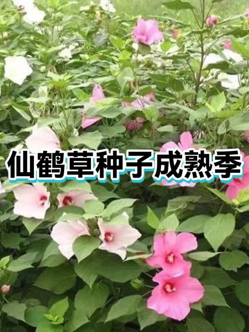 小麦种子广告语经典用语大全