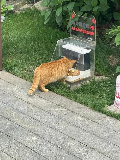 上门抓猫服务