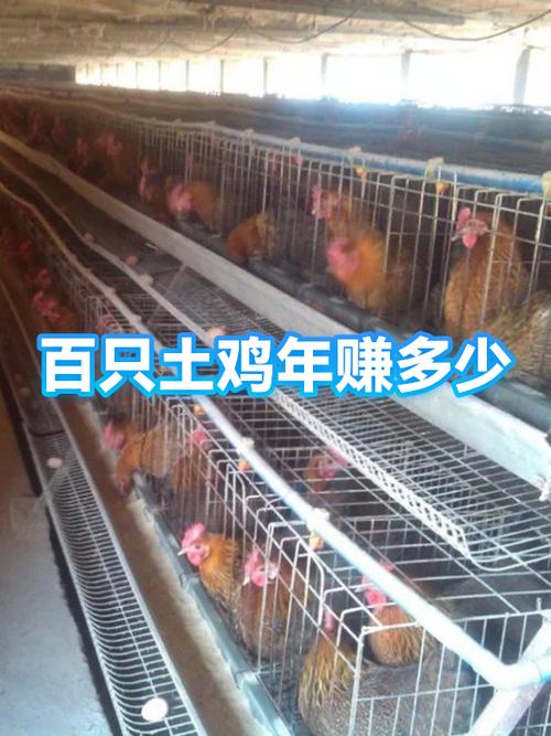 散养鸡500只一年利润多少