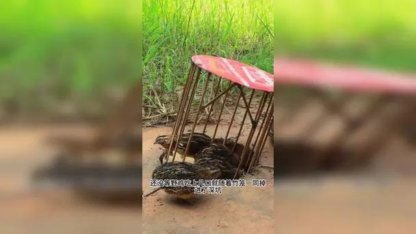 捉野鸡用什么方法最好缩略图