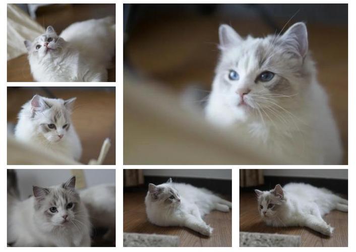 传统布偶猫图片