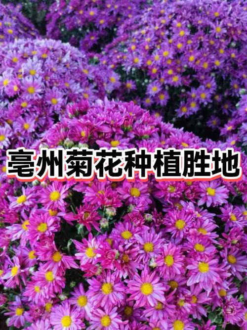 中国四大菊花之乡截图