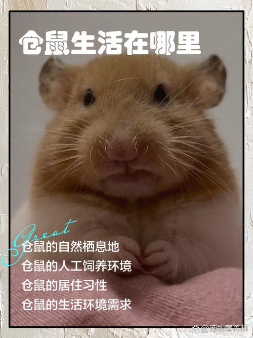 小仓鼠生活在什么地方