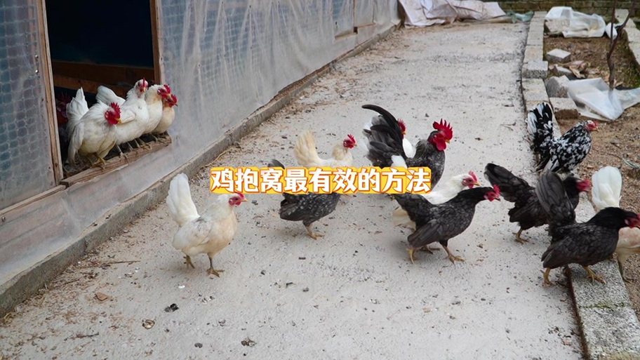 新买的鸡跑丢了怎么办