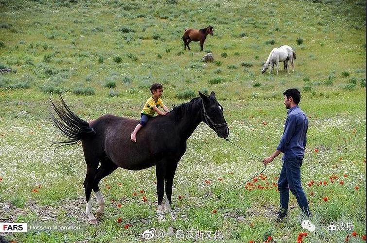 霍拉桑截图