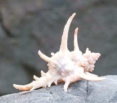 活海螺咋去壳最快