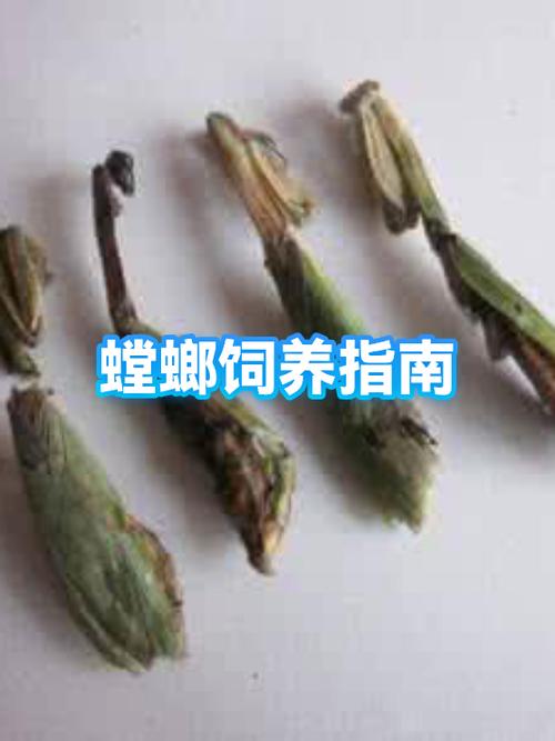 为什么禁止养螳螂