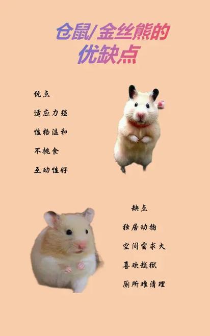 仓鼠为什么叫熊游戏截图