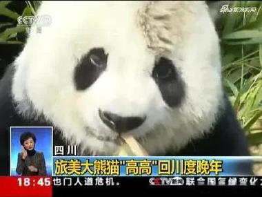 大熊猫400字可抄免费