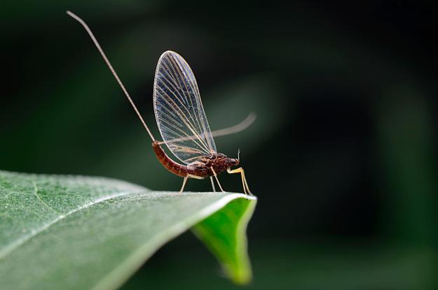 蜉蝣mayfly游戏