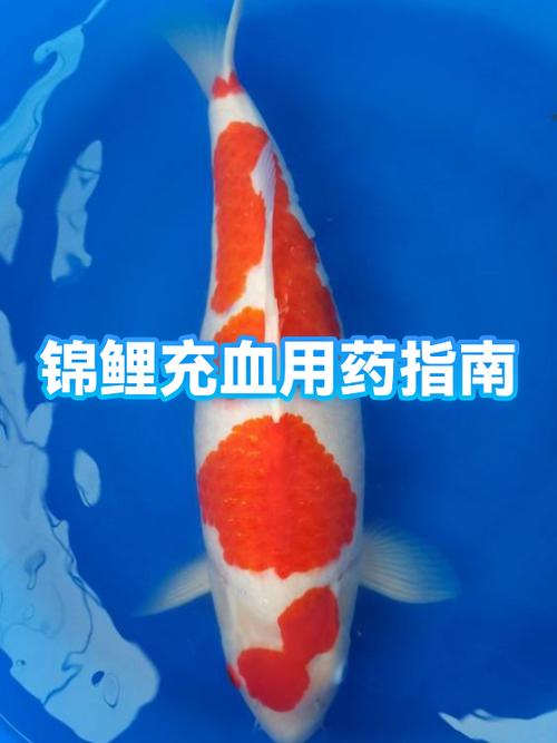 为什么黑锦鲤变成红色的了