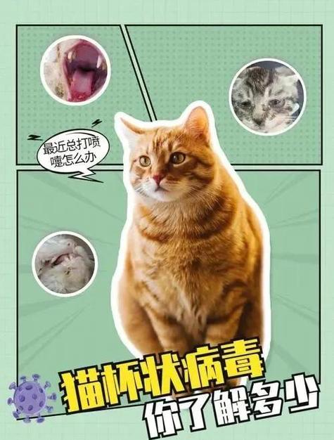 杯状病毒猫有必要养下去吗