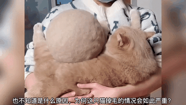 猫肚子里有毛怎么办截图