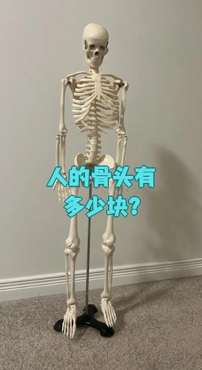 骨头多少年才会被分解