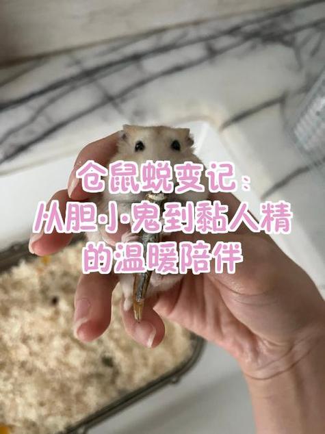 仓鼠屁股后面的毛有点湿截图