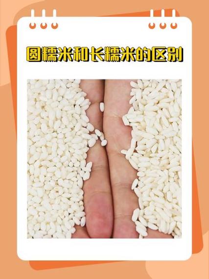 米是长的好还是圆的好