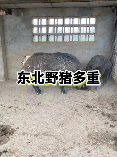 电200斤野猪需多大电压