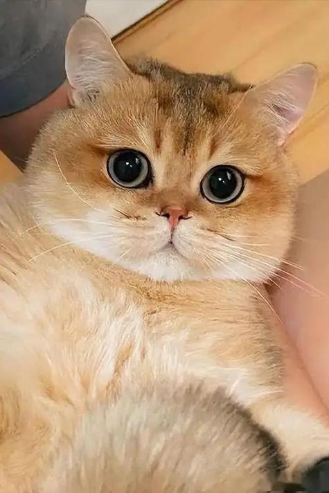 金渐层猫的图片