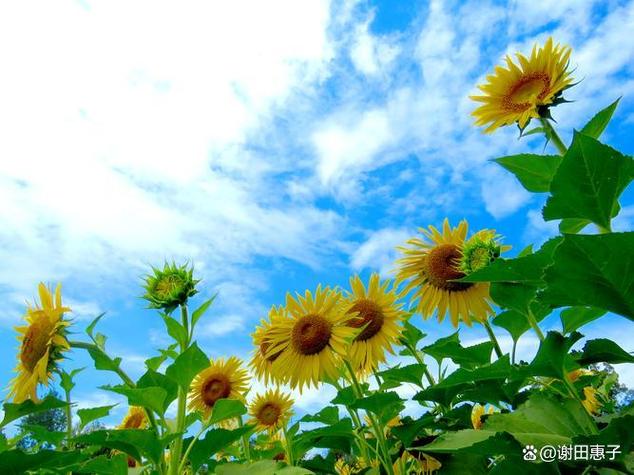 绽放的向阳花特金奖