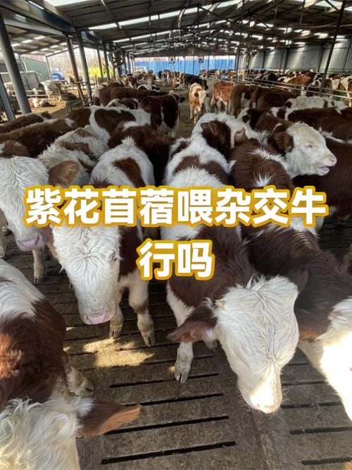 苜蓿喂牛的好处
