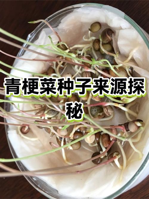 叮咚买菜的菜哪里来的