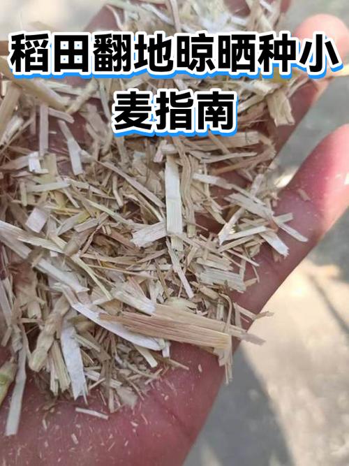做麦是什么意思缩略图