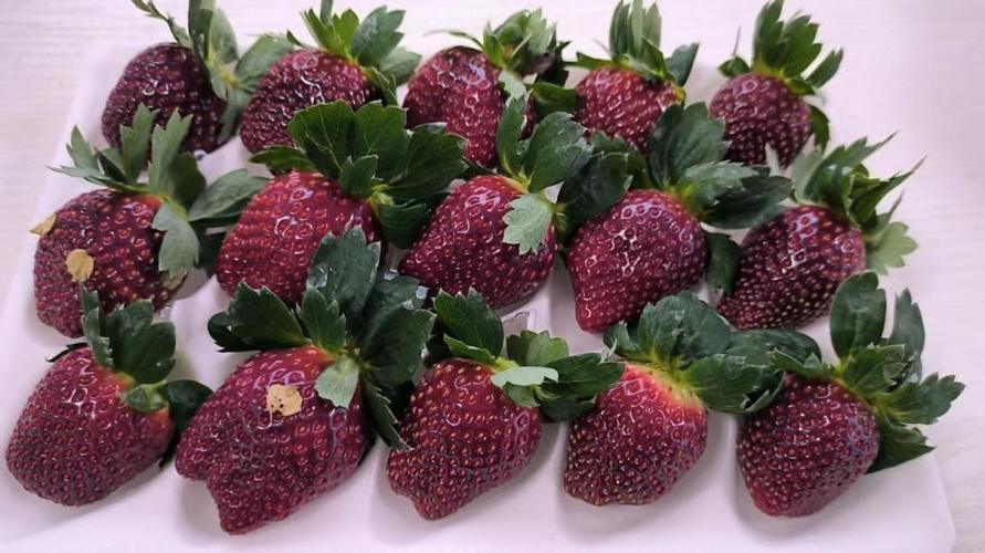 黑草莓的功效与作用游戏截图