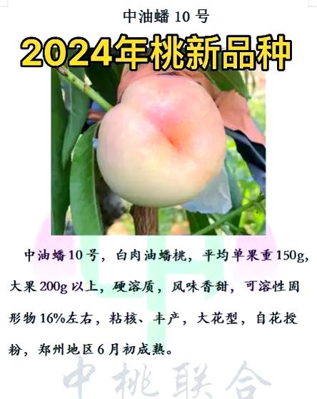 桃树新品种哪个好