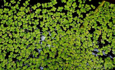 浮游植物图片