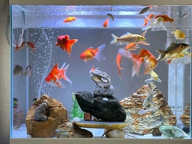 20鱼缸可以养多少鱼