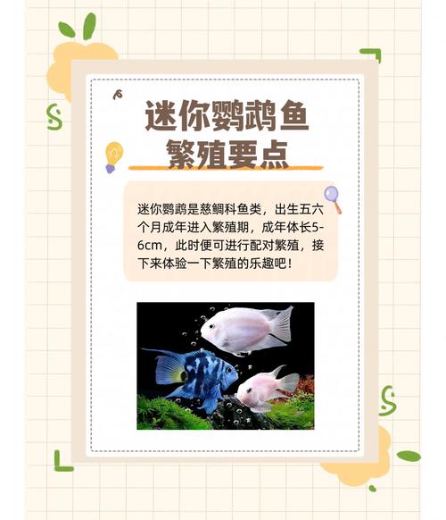 迷你世界养鱼怎么繁殖游戏截图