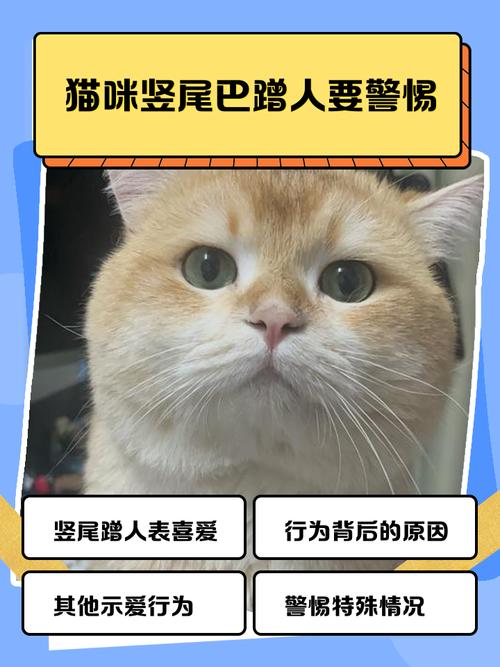 猫咪竖尾巴蹭人要警惕
