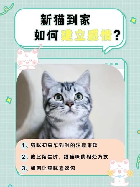 新猫到家怎么跟旧猫熟缩略图