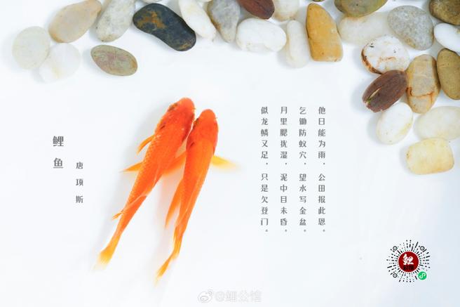 关于锦鲤的文案