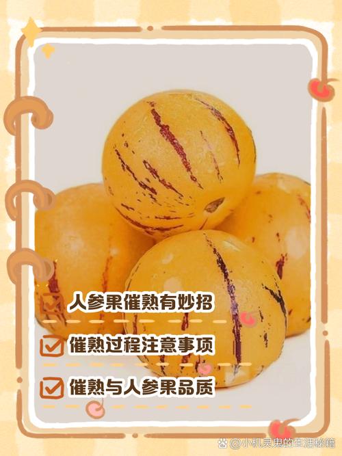 人参果太硬怎么催熟