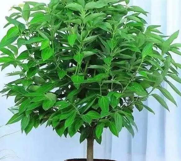 淘宝集福气种树