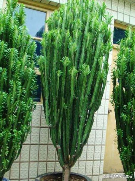 龙骨植物图片图标