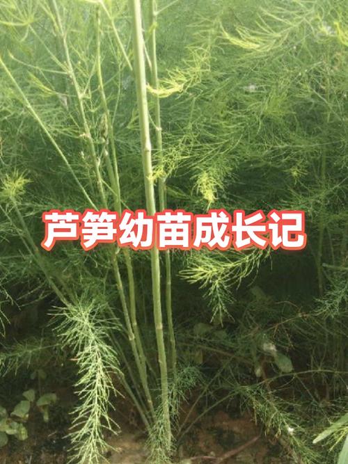 小幼苗图片