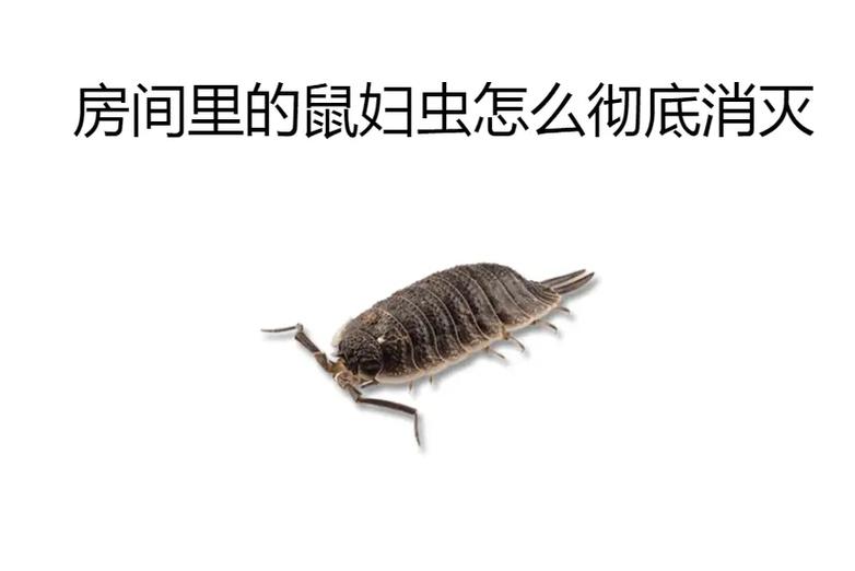 房间虫子怎么彻底消灭干净图标