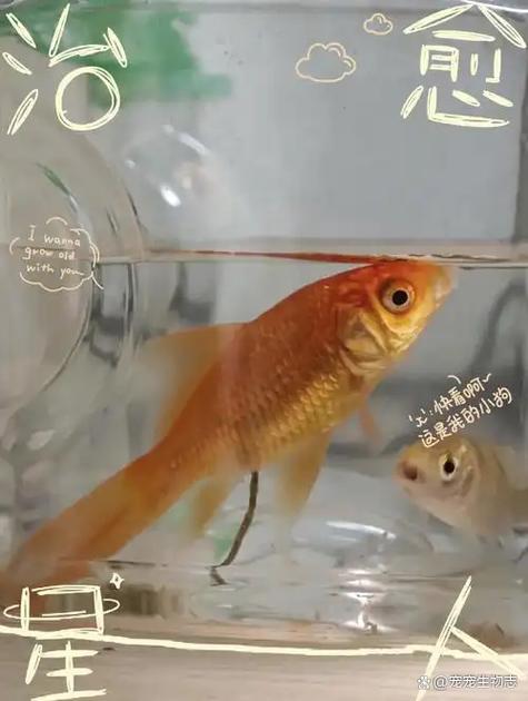 金鱼粪便怎么处理